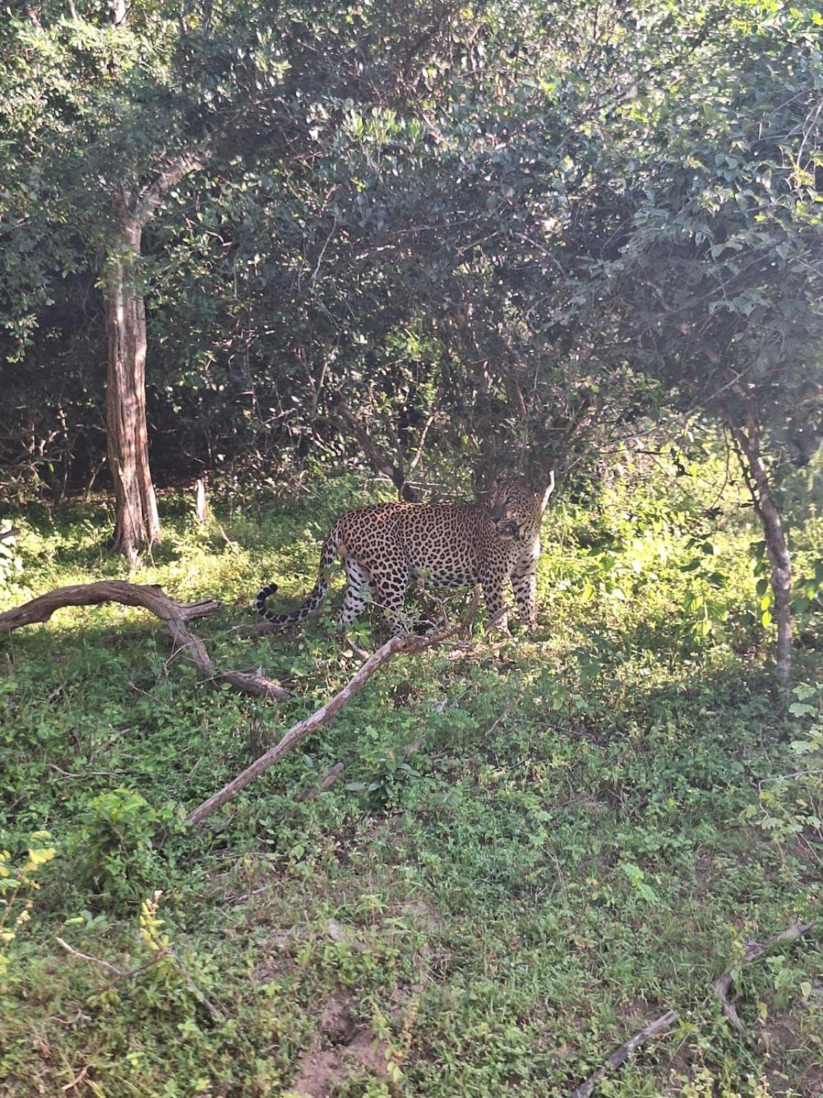 טיסמהרמה Saman Resort Yala מראה חיצוני תמונה