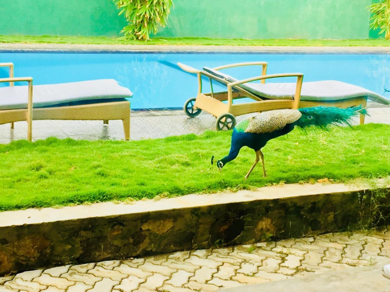 טיסמהרמה Saman Resort Yala מראה חיצוני תמונה